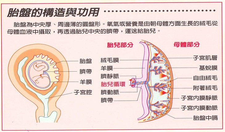 胎盘屏障的结构示意图图片
